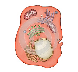 Eukaryote photo
