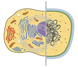 Illustration of eukaryotic and prokaryotic cells. Differences