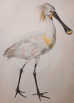 Illustration of Eurasian spoonbill Platalea leucorodia
