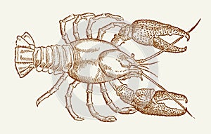 Illustration of a european crayfish astacus astacus