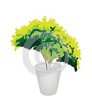 Illustration of Evergreen Plant in Flower Pot