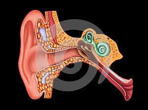 Illustration of Examination ear anatomy