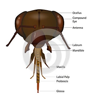 Illustration of the exterior anatomy of the head of a honey bee.