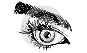 Illustration of eye makeup and brow on white background