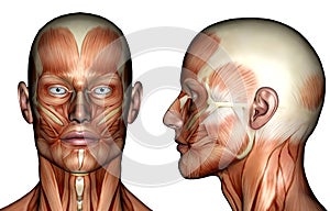 Illustration - Face Muscles