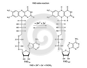 Illustration of FAD redox reaction photo