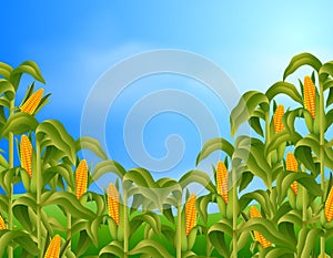 Farm scene with fresh corn