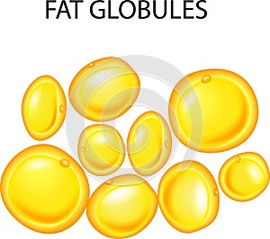 Illustration of fat globules