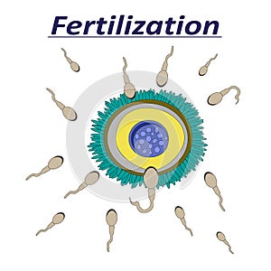 Illustration of a female egg fertilization sperm