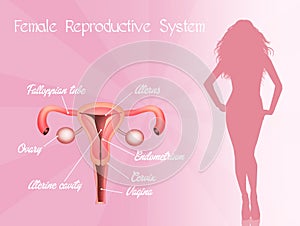 Illustration of female genitals photo