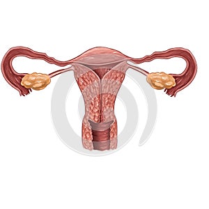 Illustration of female reproductive system