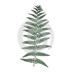 Illustration of fern frond leaf photo