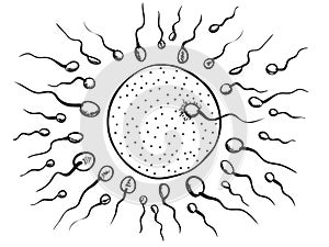 Illustration of fertilization
