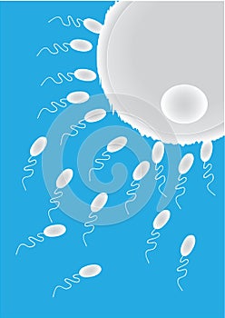 Illustration of fertilization process