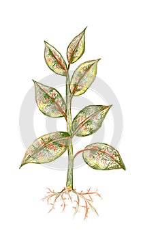 Illustration of Ficus Elastica or Rubber Plant