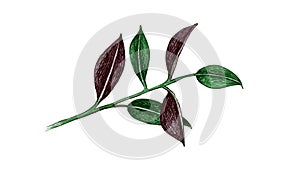 Illustration of Ficus Elastica or Rubber Plant