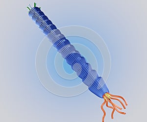 illustration of filamentous M13 phage virus structure