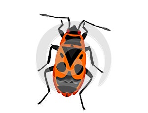 Illustration of a Fire bug, Pyrrhocoris apterus