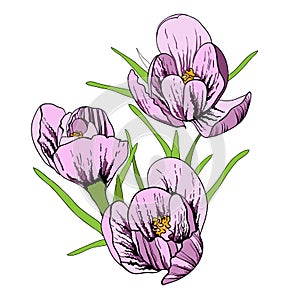 Illustration of First flowers with Crocus and snowdrop. Spring flower on white background. Hand drawn and sketch style.