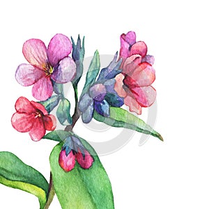 Illustration of first spring wild flowers - Dark lungwort medicinal Pulmonaria officinalis.