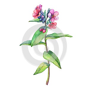 Illustration of first spring wild flowers - Dark lungwort medicinal Pulmonaria officinalis.