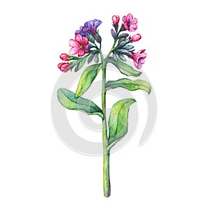 Illustration of first spring wild flowers - Dark lungwort medicinal Pulmonaria officinalis.