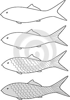 illustration of fish