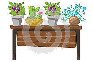 Illustration of five plant arranged in the table