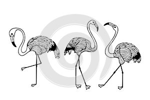 Illustration of  flamingo in front .   vector illustration eps10. hand drawing. art line