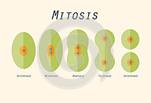 Illustration in flat design of cell division