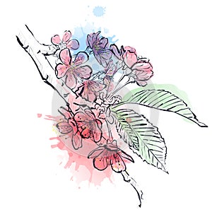 Illustration flowers of the cherry blossom. Sakura branch