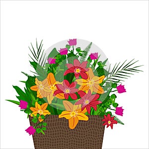 Illustration with flowers in different flowerpots with flower pot in flat style..Multi-colored crocuses in different flowerpots on