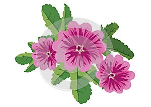 Illustration of flowers malva - vector