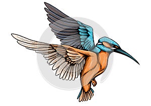 Illustration of a flying common kingfisher