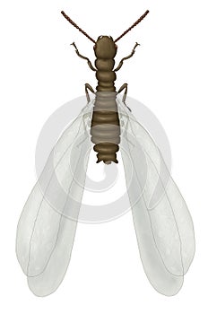 Flying termite