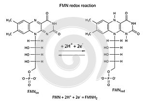Illustration of FMN redox reaction photo
