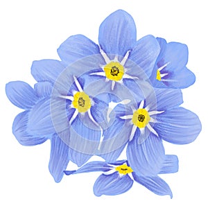 illustration of forget-me-not flowers on a white background