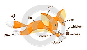 Illustration of fox vocabulary part of body