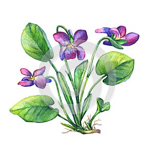 Illustration of Fragrant violets wild flower English Sweet Violets, Viola odorata.