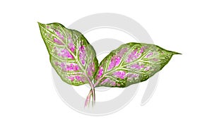 Illustration Fresh Aglaonema or Dieffenbachia Leaves