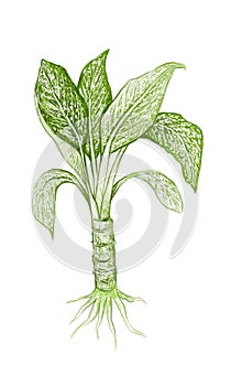 Illustration Fresh Aglaonema or Dieffenbachia Leaves