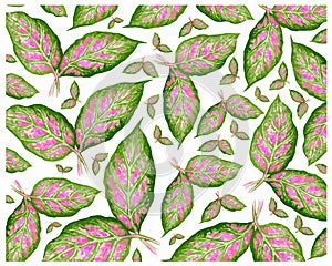 Illustration Fresh Aglaonema or Dieffenbachia Leaves Background