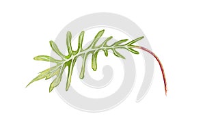 Illustration of Fresh Green Philodendron Xanadu Plants