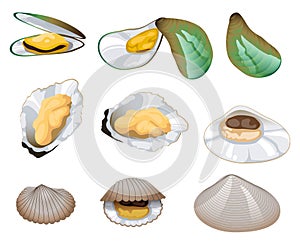 Illustration of fresh oysters.