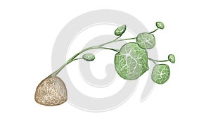 Illustration of Fresh Stephania Erecta Plant on White Background photo