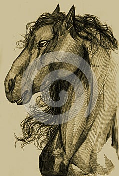 Illustration of Friesian horse profile