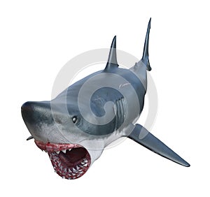 Illustration front angle view of a great white shark in a full attack isolated on a white background