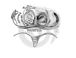 The illustration of the front throat wall from behind in the old book die Anatomie des Menschen, by C. Heitzmann, 1875, Wien