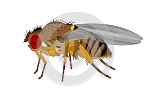 Illustration of a Fruit fly, Drosophila