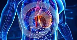 Illustration of gallbladder anatomy and its bile storage and releasing roles with liver